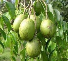 Spondias Samen for Aussaat in fruit gardens