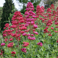 mehrjährig Blumensamen zur Aussaat saisonal Dauerblüher Traditionssorte & ohne Gentechnik Samen Hausgarten