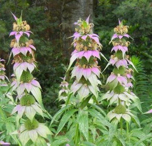Spotted Bee Balm Anbau in Garten with Pink and Cream Blumen