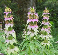 Spotted Bee Balm Anbau in Garten with Pink and Cream Blumen