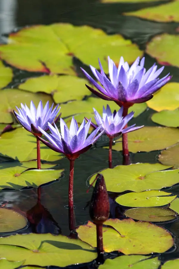 hängend Blau Micrantha Samen – ideal zur Aussaat