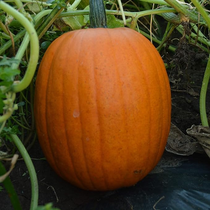 Pumpkin vines spreading in garten