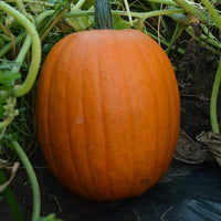 Pumpkin vines spreading in garten
