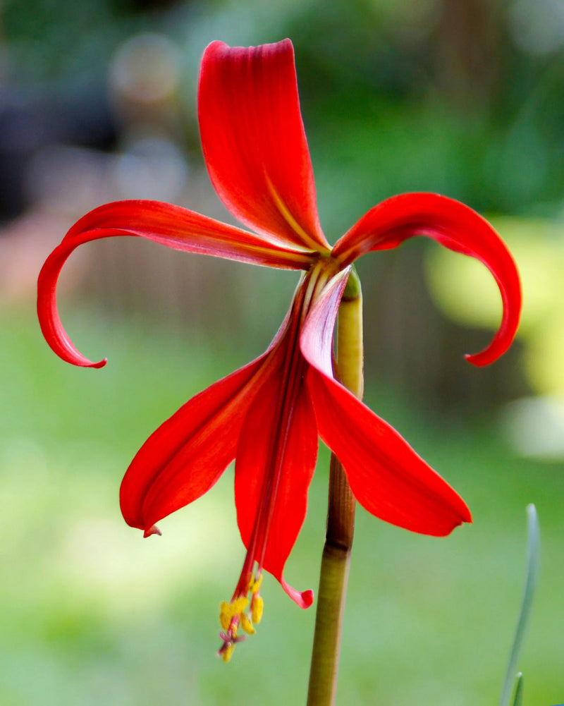 Sprekelia blume samen for anpflanzung - perfect for borders, heirloom & gmo free samen for home garten
 
 sale samen for home garten