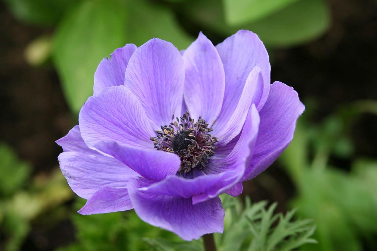 Spring light violet anemone blooms for garten beds