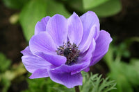Spring light violet anemone blooms for garten beds