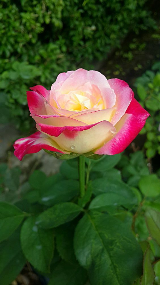 Spring gelb and rosa roses for garten beds