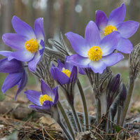 Spring blooming anemone pulsatilla in garten