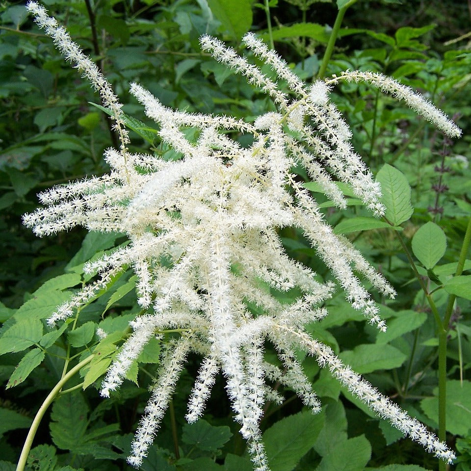 Spring blooming aruncus weiß blumen