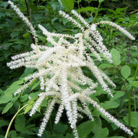 Spring blooming aruncus weiß blumen