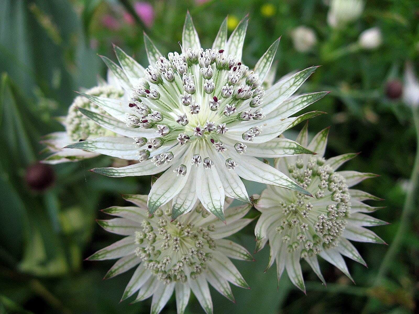 Spring blooming astrantia weiß blumen