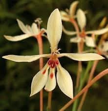 Spring blooming babiana tubulosa blumen