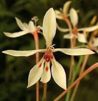 Spring blooming babiana tubulosa blumen