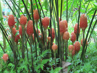 Spring blooming tropical beehive ginger blumen