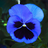 Spring blooming blau pansy blumen