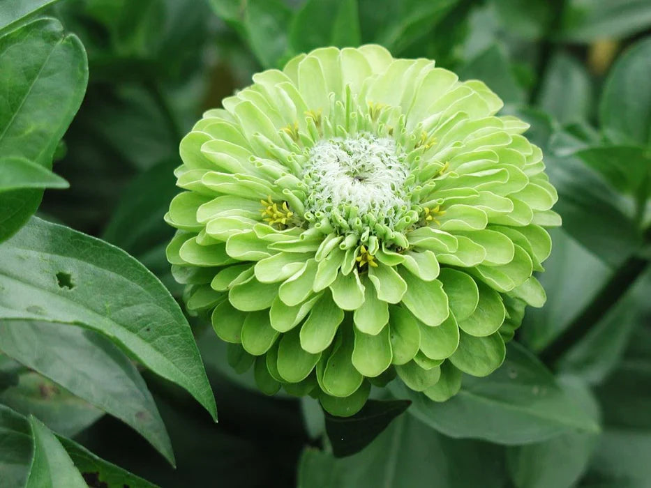 Spring blooming dark grün zinnia blumen