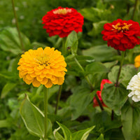 Spring blooming dark gelb zinnia blumen