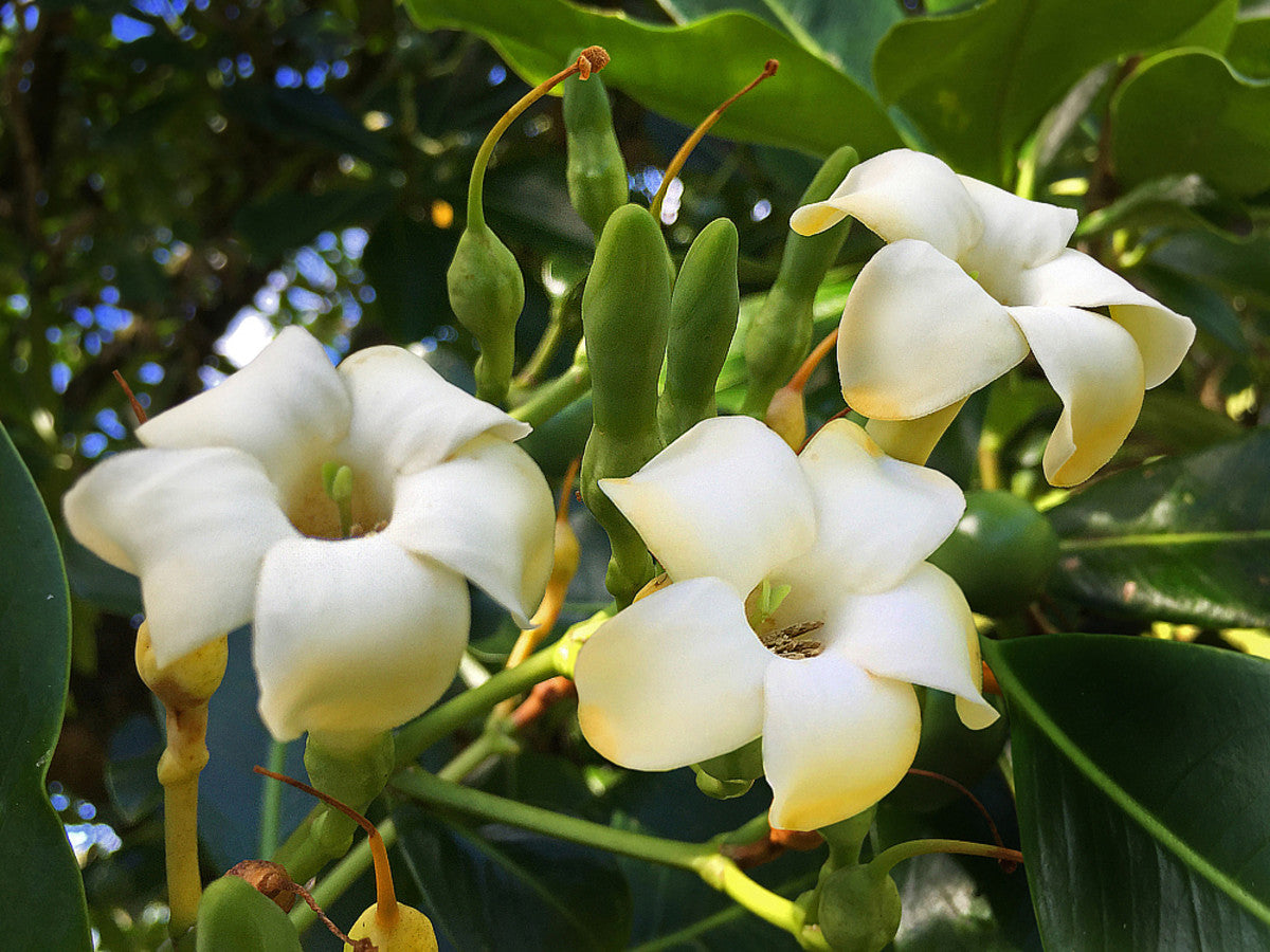 Spring blooming fagraea fragrant blumen