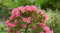 Spring blooming rosa azalea blumen
