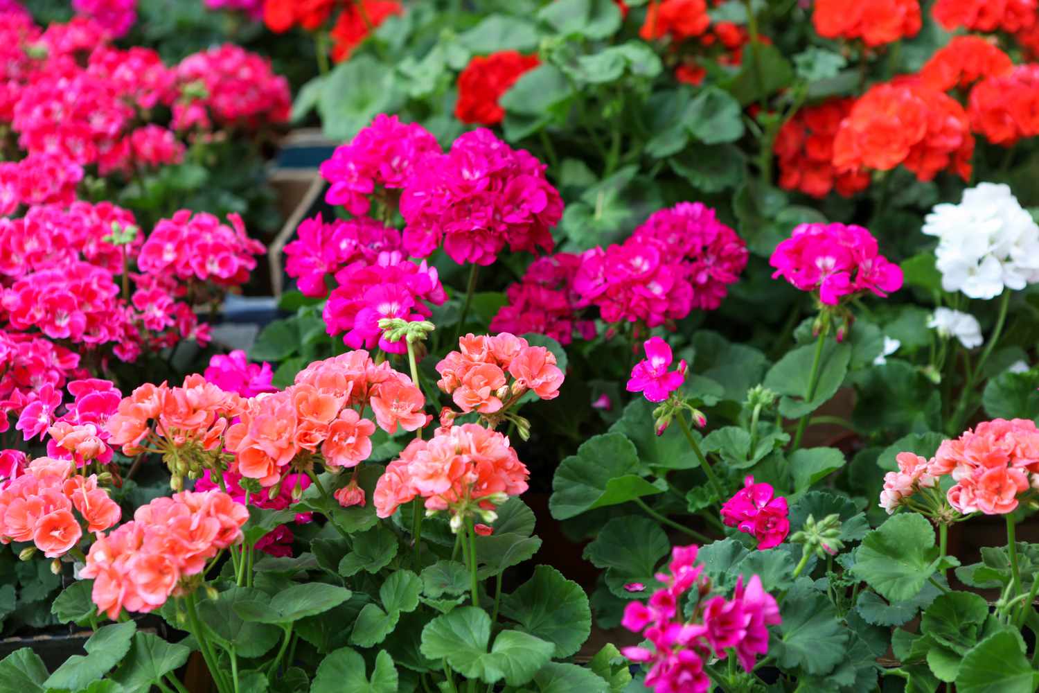 Spring blooming rosa geranium pflanzen in garten