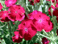 Spring blooming rose campion magenta blumen