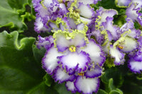 Spring blooming saintpaulia weiß violet blumen
