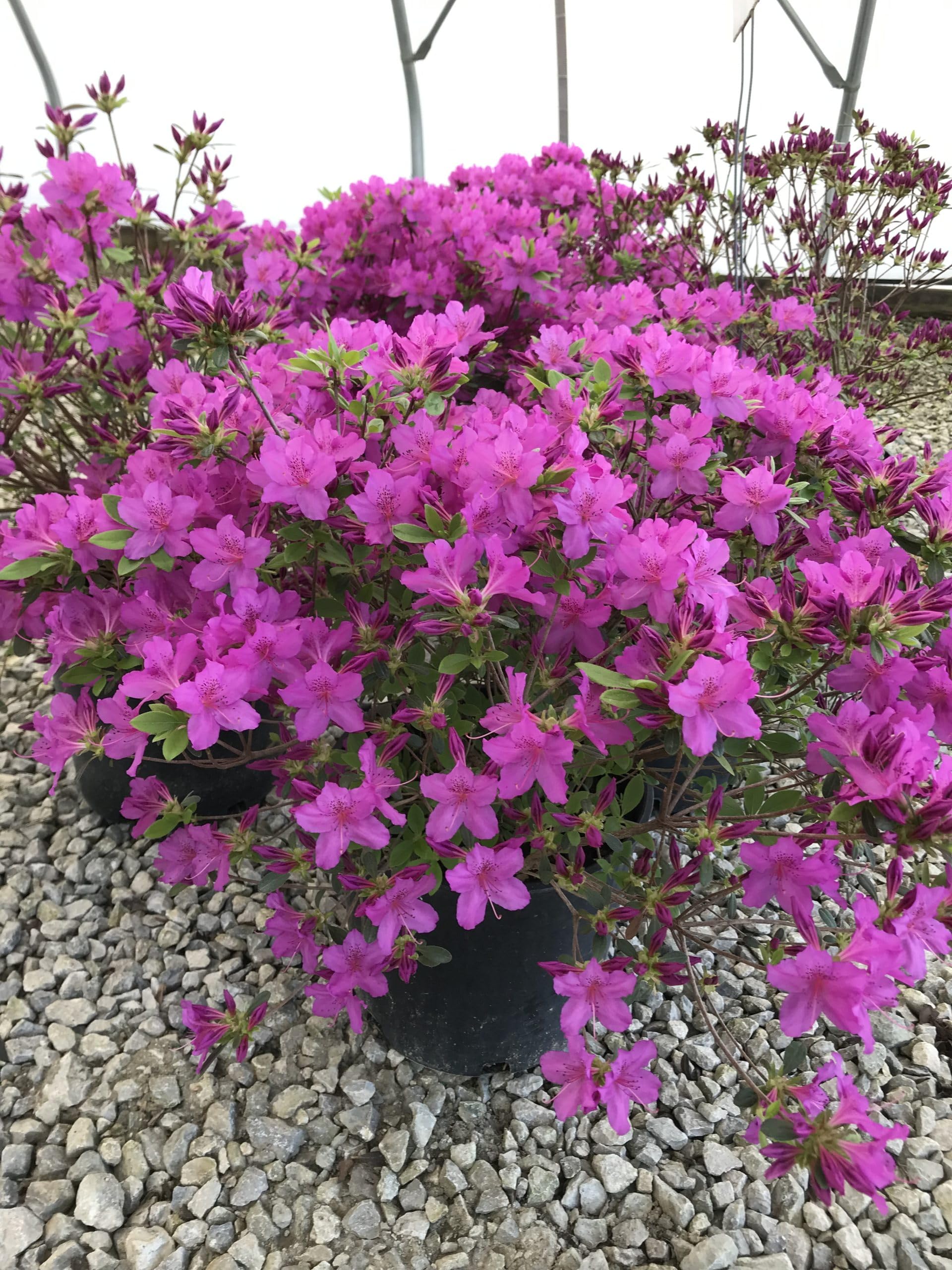 Spring blooming violet azalea blumen