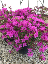 Spring blooming violet azalea blumen