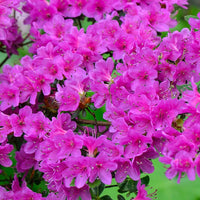 Spring blooming violet azalea blumen
