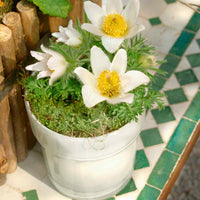 Spring blooming weiß anemone pulsatilla