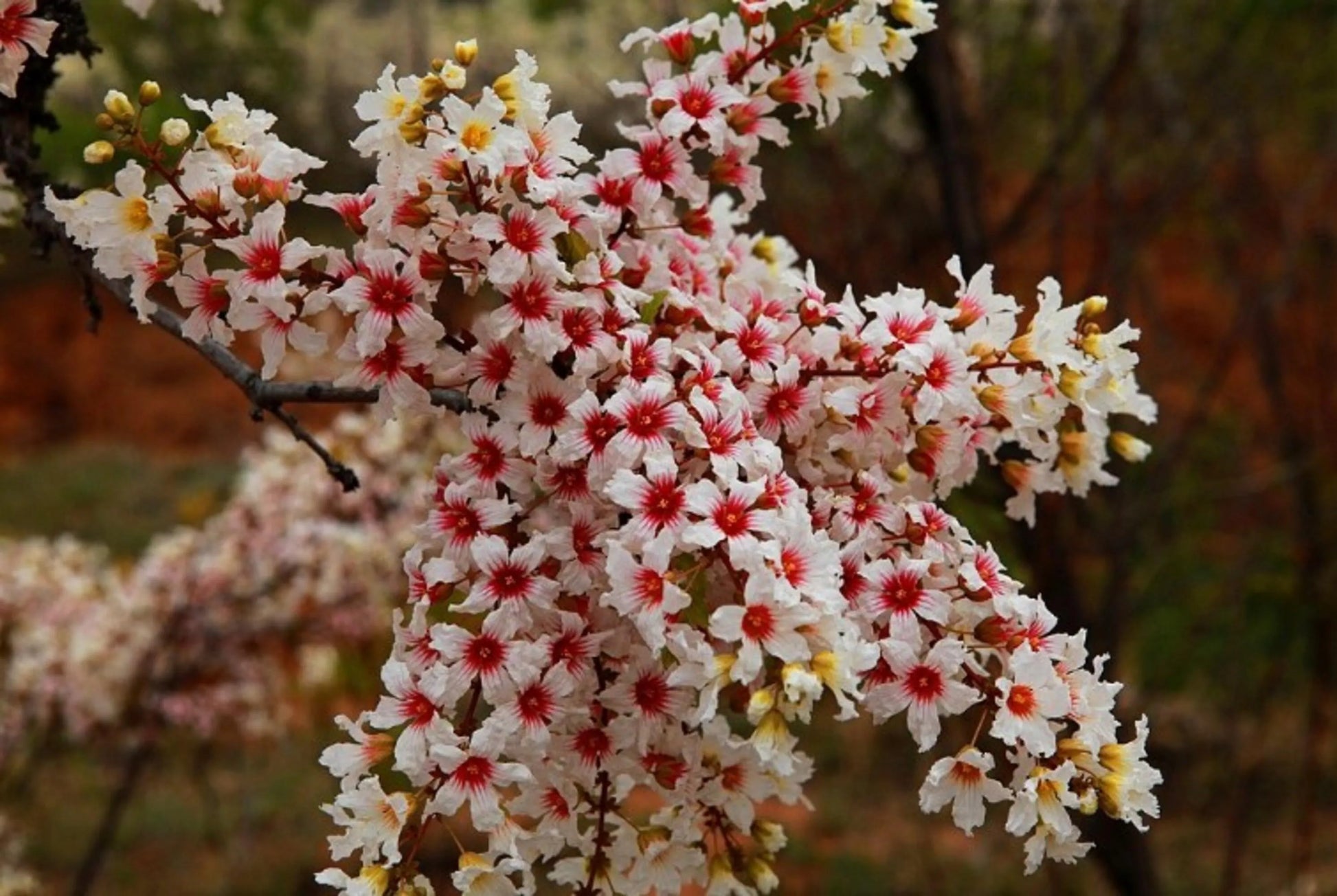Spring blooming xanthoceras sorbifolium blumen