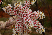 Spring blooming xanthoceras sorbifolium blumen