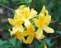 Spring blooming gelb azalea blumen