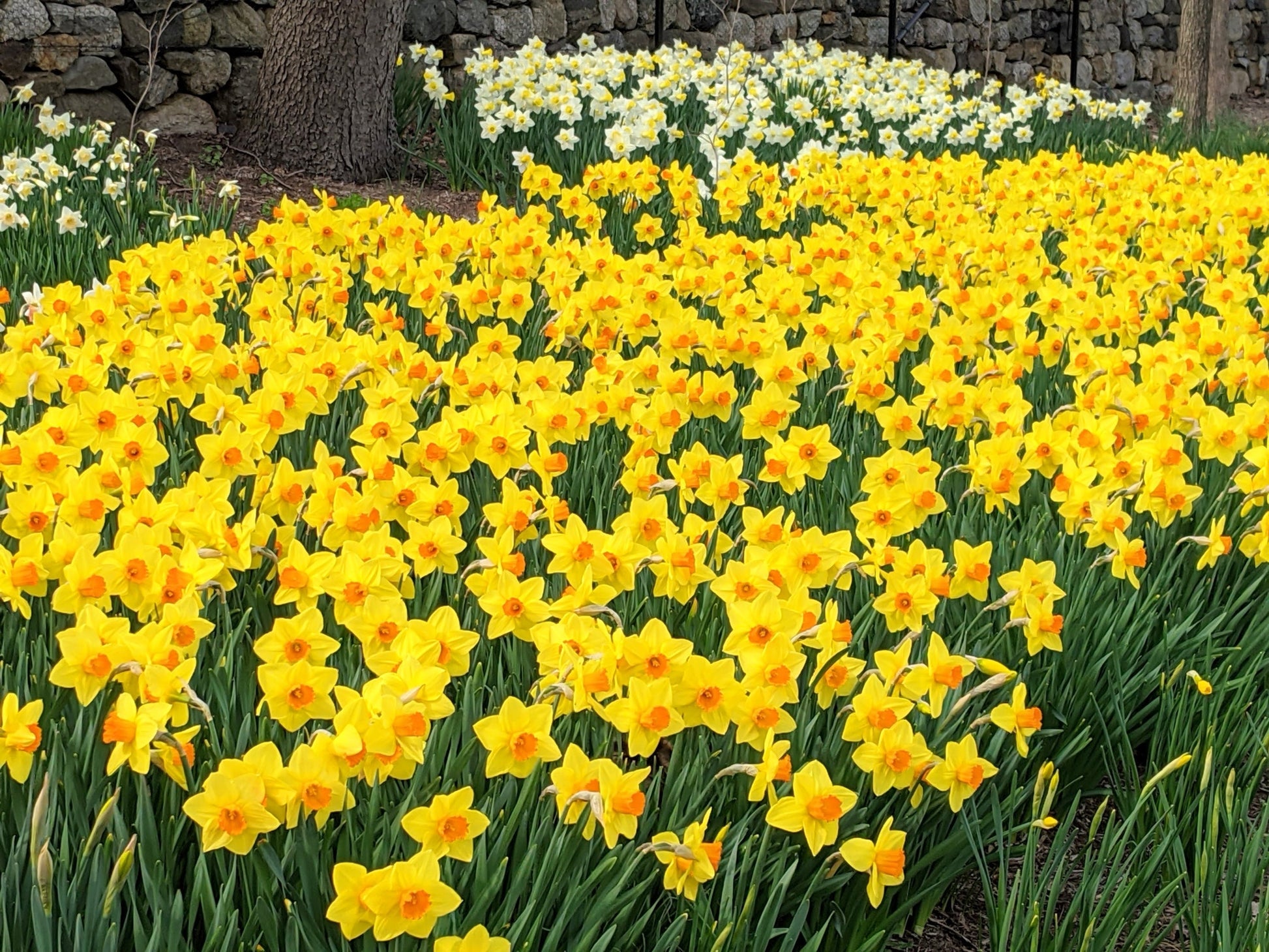 Spring blooming gelb daffodil blumen