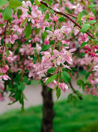 Rose Baum Blumensamen zur Aussaat sonnenliebend Traditionssorte & ohne Gentechnik Samen Hausgarten