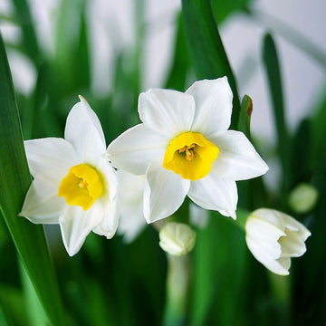 Spring blooming daffodil blumen