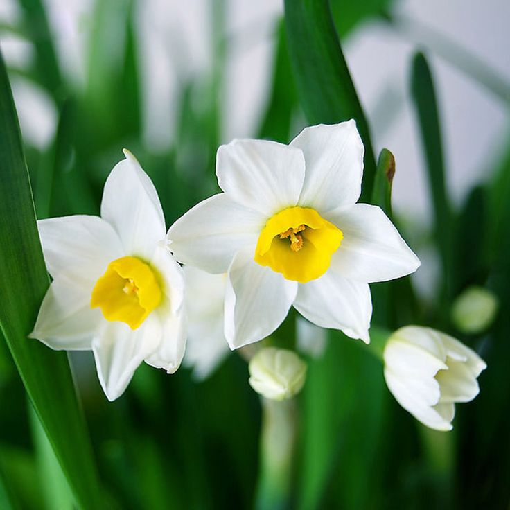 Spring blooming daffodil blumen