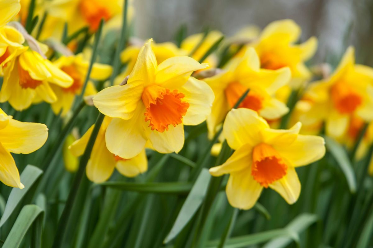 Pale gelb daffodils in spring garten display