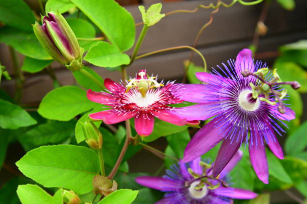 Spring dark rosa passion blume blooms for garten beds