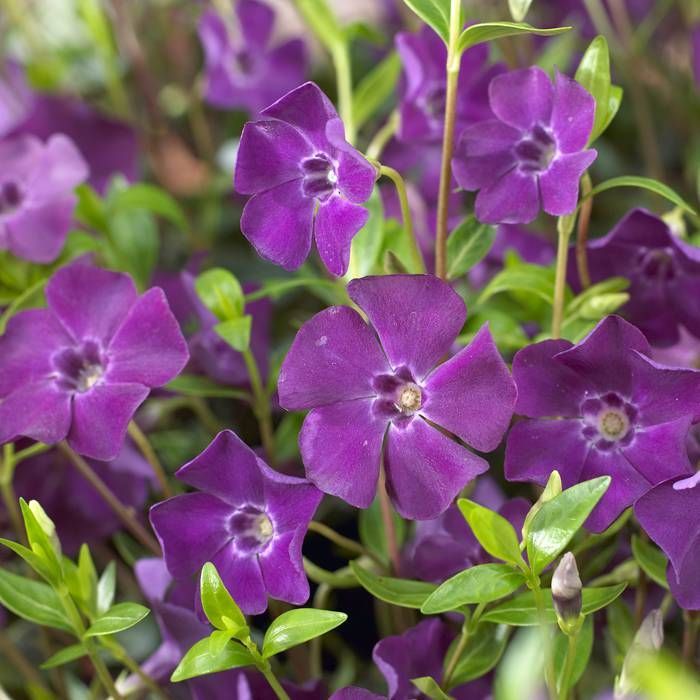 Spring dark lila vinca blumen for garten beds