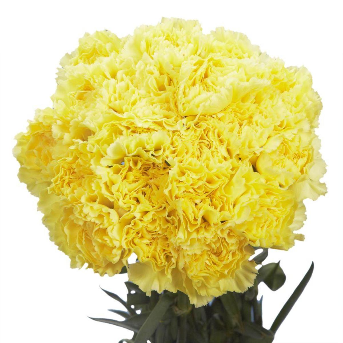 Spring dark gelb carnation blumen for garten beds