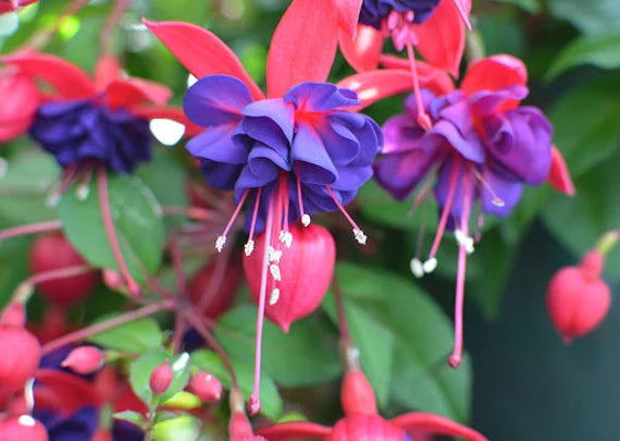 Spring rot blau fuchsia blooms for garten beds