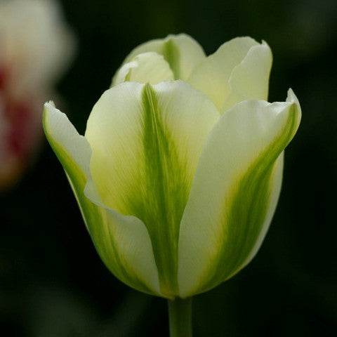 Grün Tulpe Blumensamen zur Aussaat – ideal Rabatten – Traditionssorte & ohne Gentechnik Samen Hausgarten