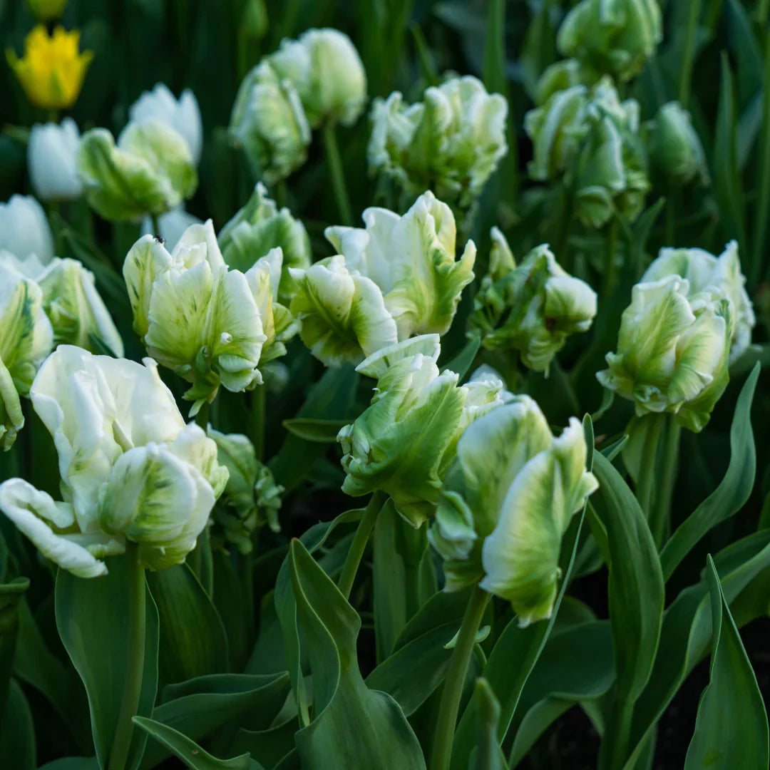 Spring grün and weiß tulips in blume bed
