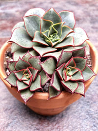 Spring light rot echeveria purpusorum blooms for garten displays