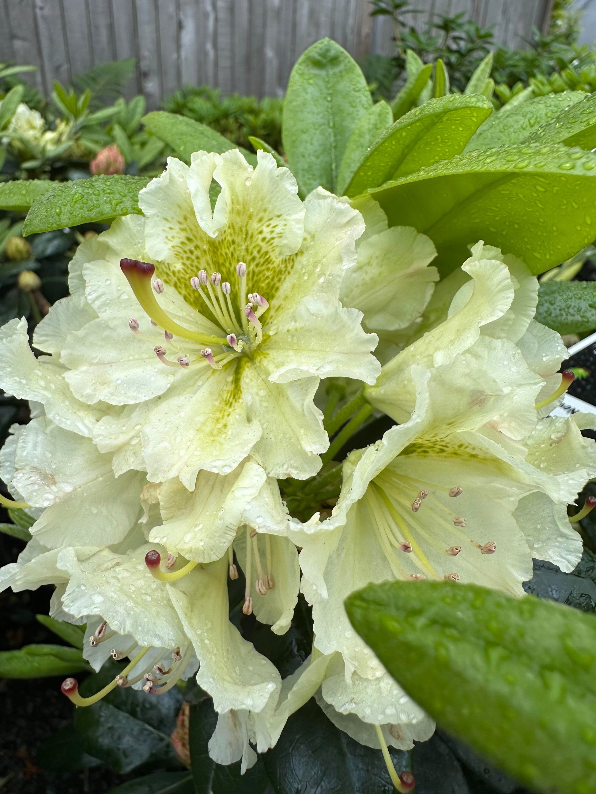 Rhododendron blume samen for anpflanzung light gelb