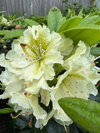 Rhododendron blume samen for anpflanzung light gelb