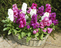 Spring mini matthiola incana blumen for garten decoration