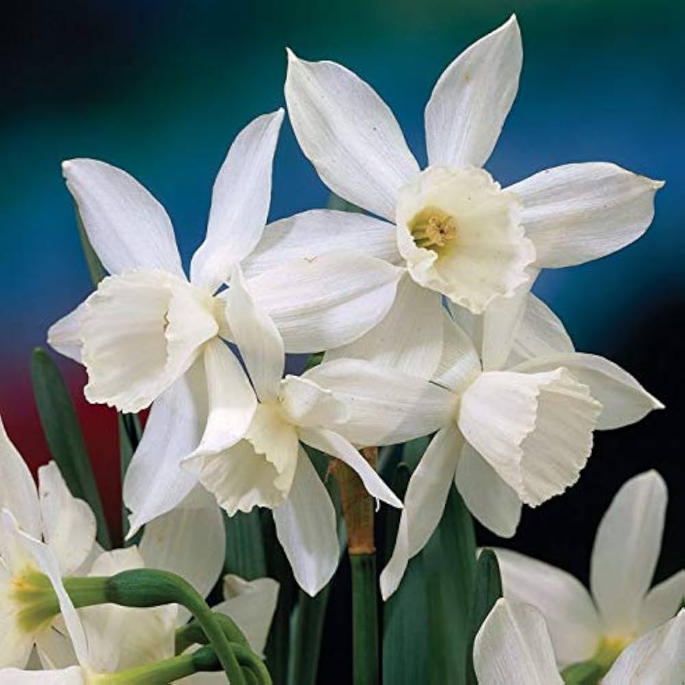 Spring narcissus blumen for garten borders