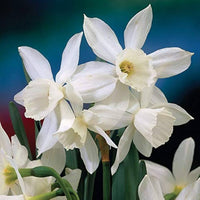 Spring narcissus blumen for garten borders